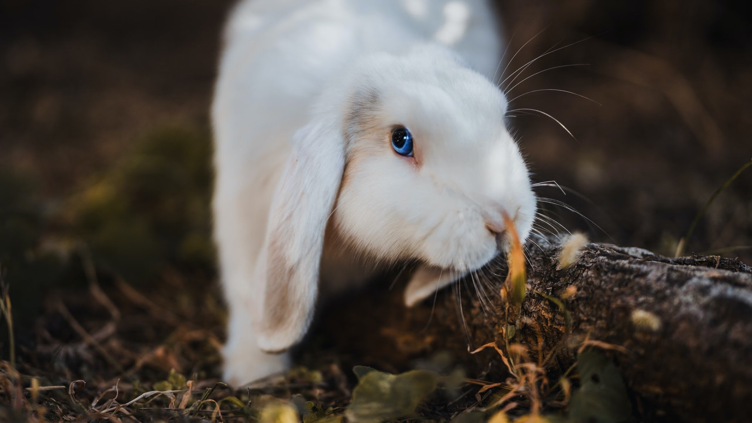 _冰雪穿越赛:在冰天雪地中寻求突破_,我想看冰雪穿越季