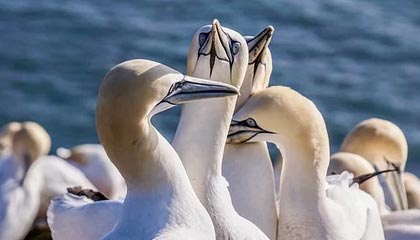 爱游戏体育官网-【录像解析】经典犯规事件与规则重新解读，犯规术语