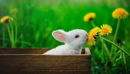 爱游戏体育官网-【录像解析】经典犯规事件与规则重新解读，犯规术语