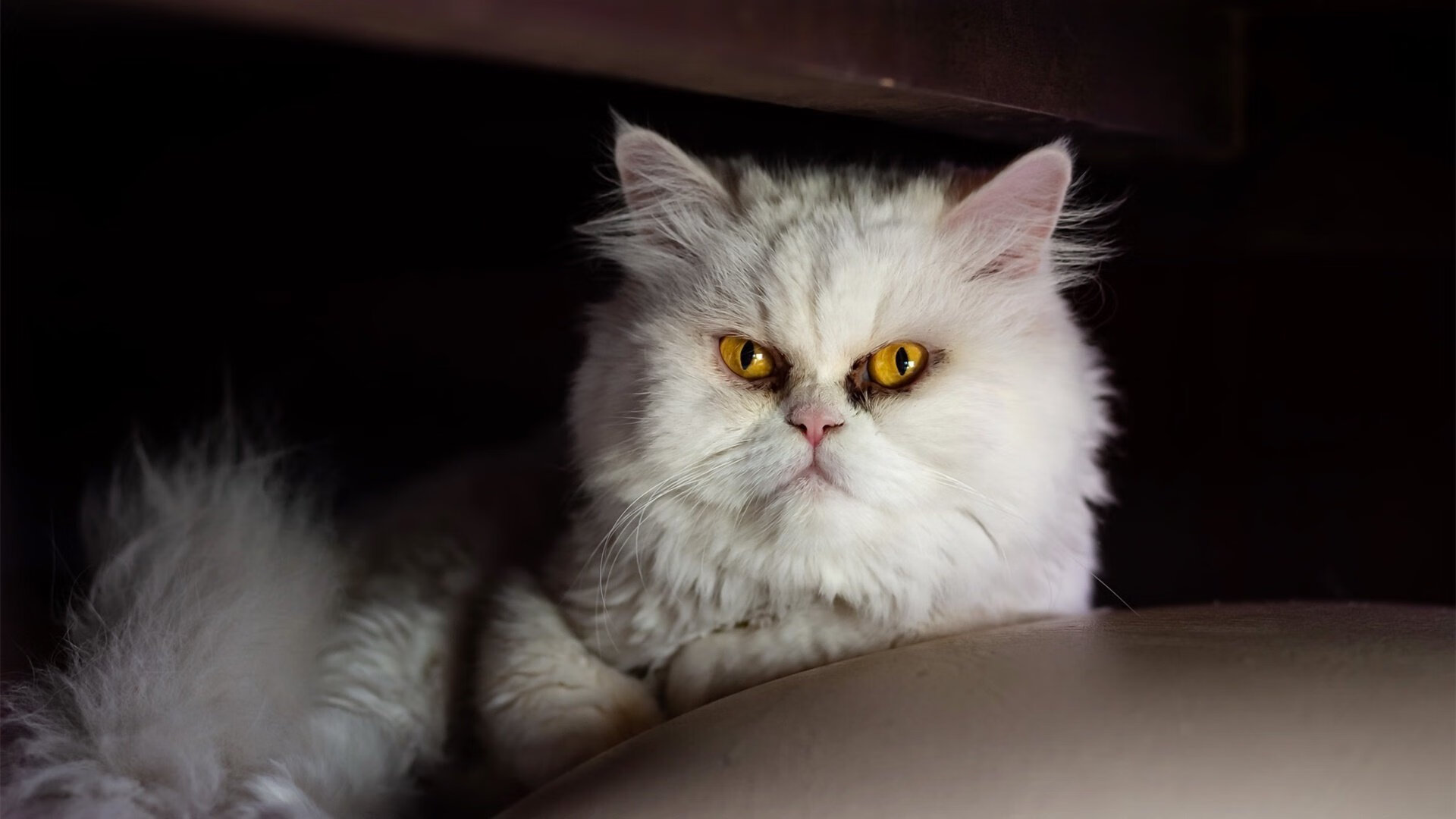 爱游戏电竞官网入口-_篮网继续领跑联盟，势不可挡_，全方位解读篮网