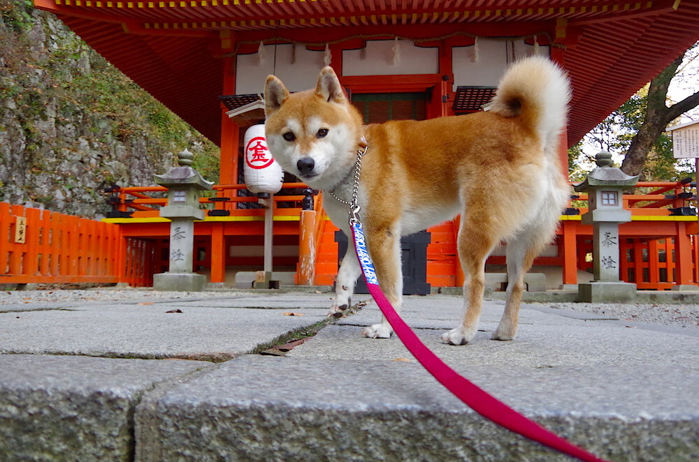 爱游戏官方主页-“团队的凝聚：幕后英雄的坚韧守护”，团队的背后