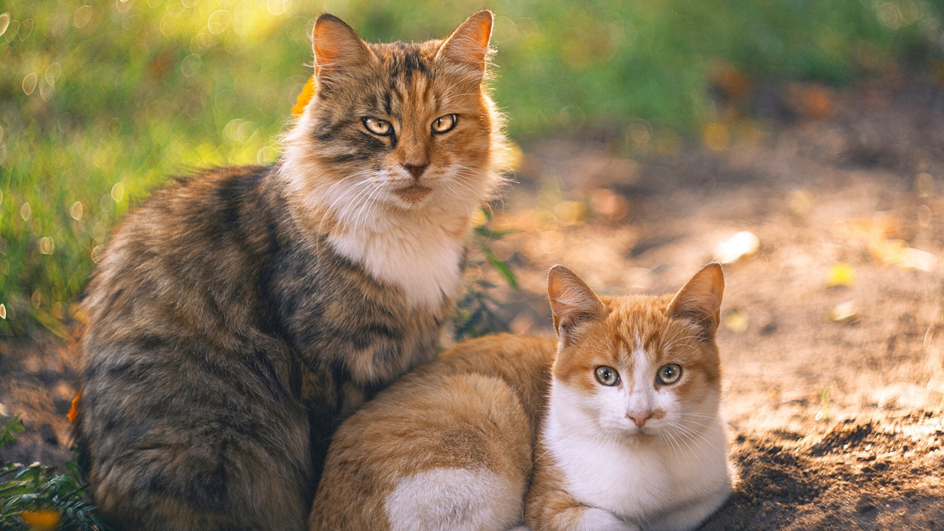 AYX官网-切尔西在英超中立场逐步稳固，追赶排行榜前列，切尔西英超排名近30年